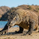 komodo island labuan bajo: What is special about it? for Your Travel