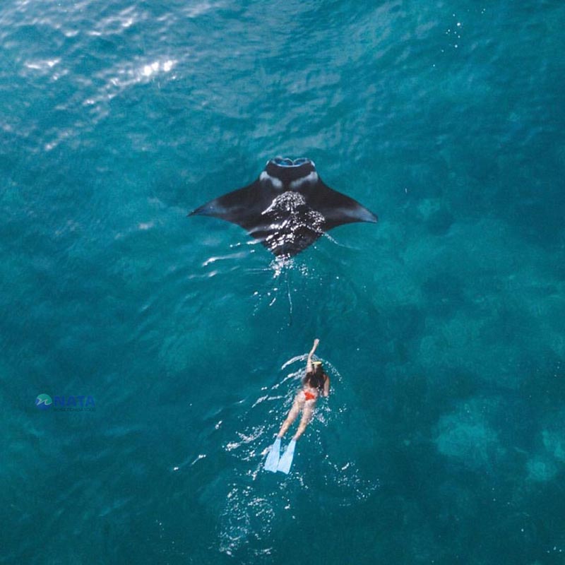 Manta-Point-Nusa-Penida-5