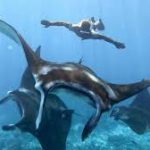 Manta point labuan bajo komodo