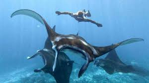 Manta point labuan bajo komodo